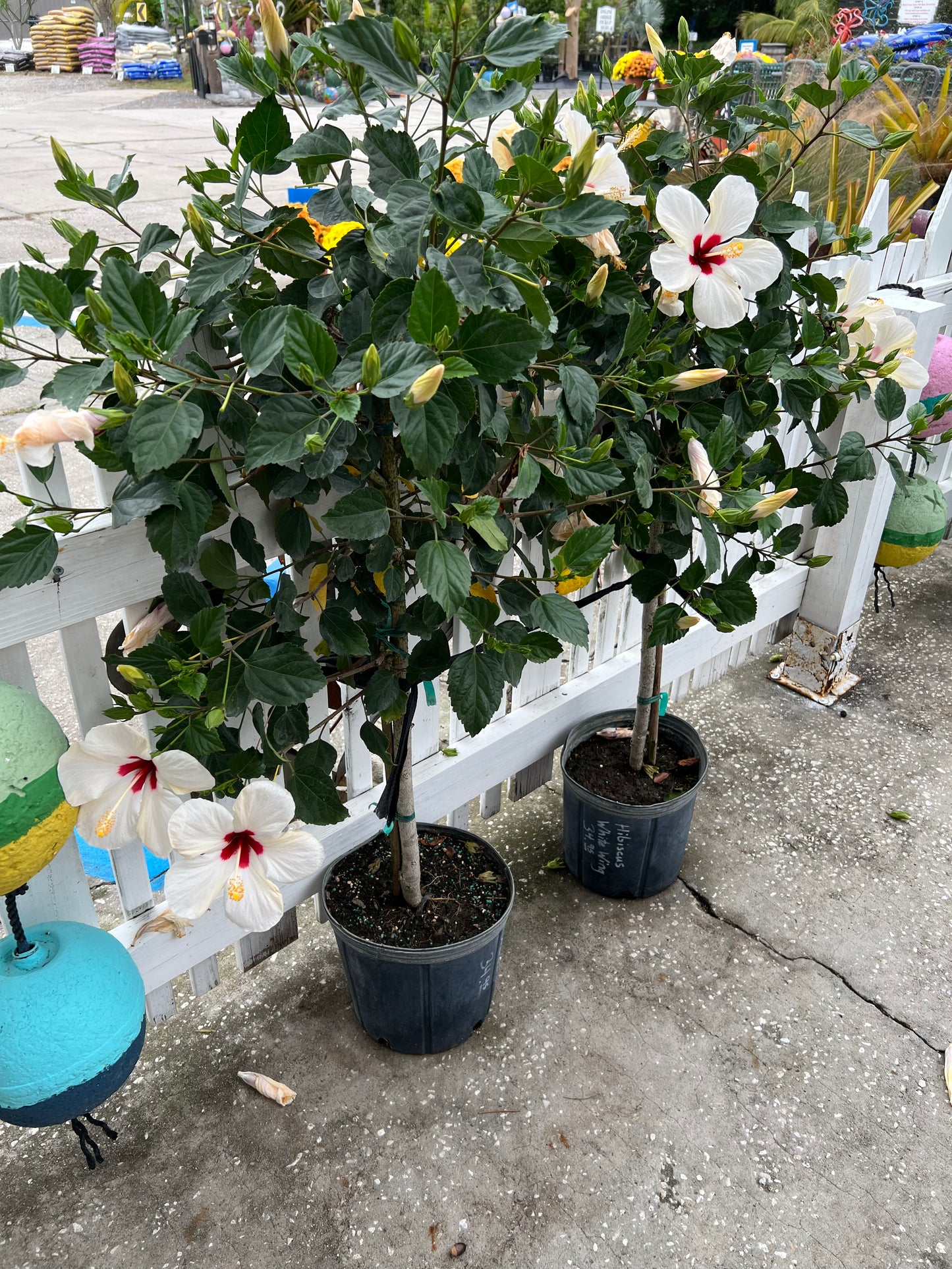 Hibiscus Trees