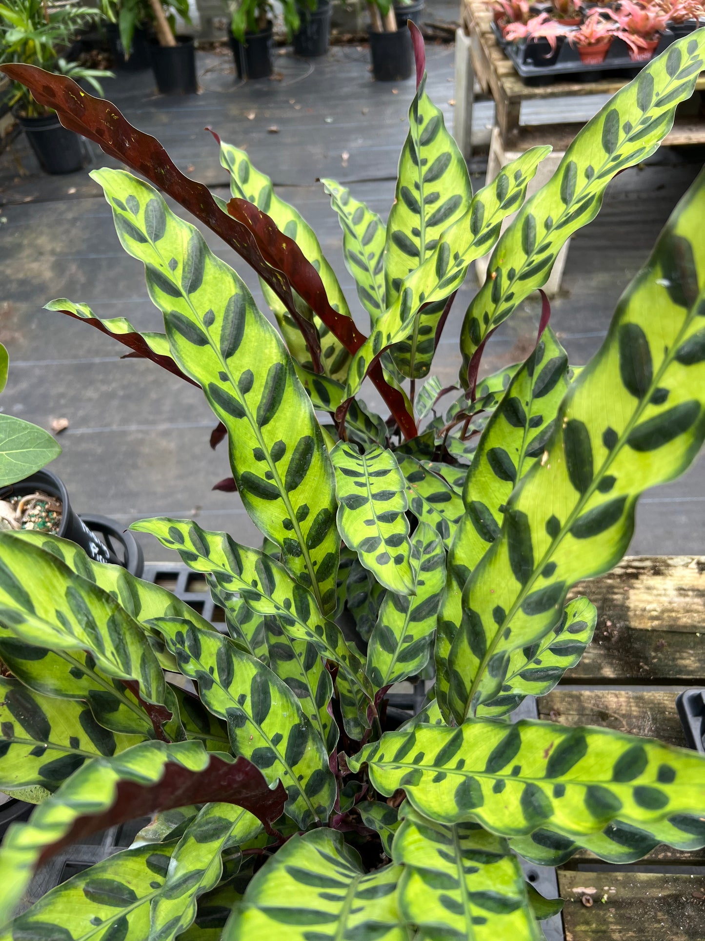Calathea Shrubs