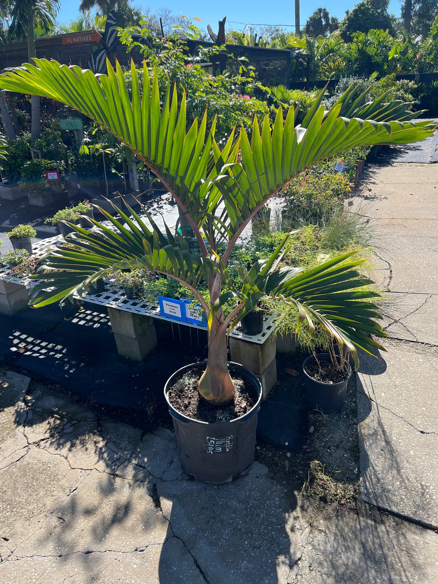 Palm Bottle