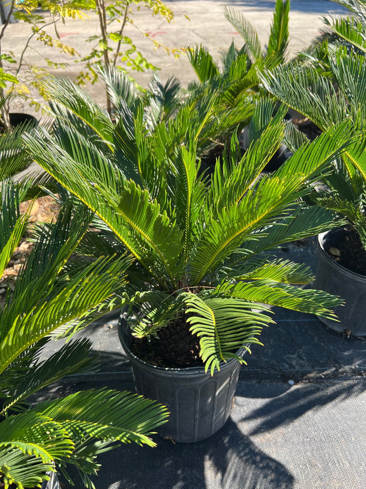 King Sago Palm