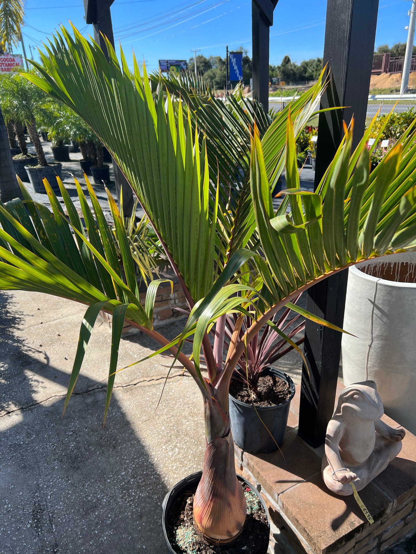 Palm Bottle