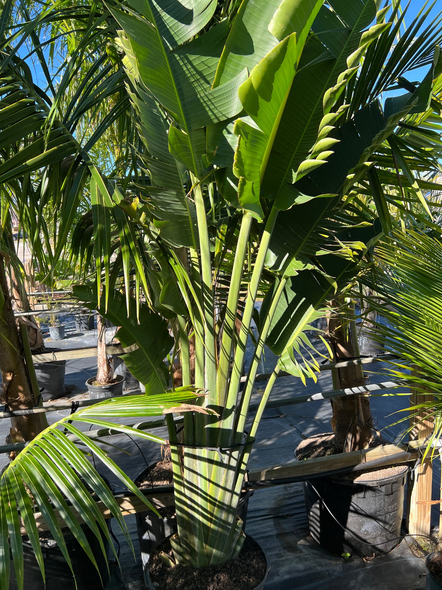 Travelers Palm