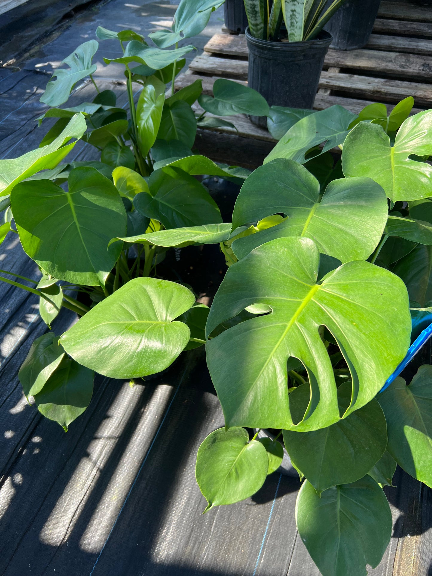 Philodendron Shrubs