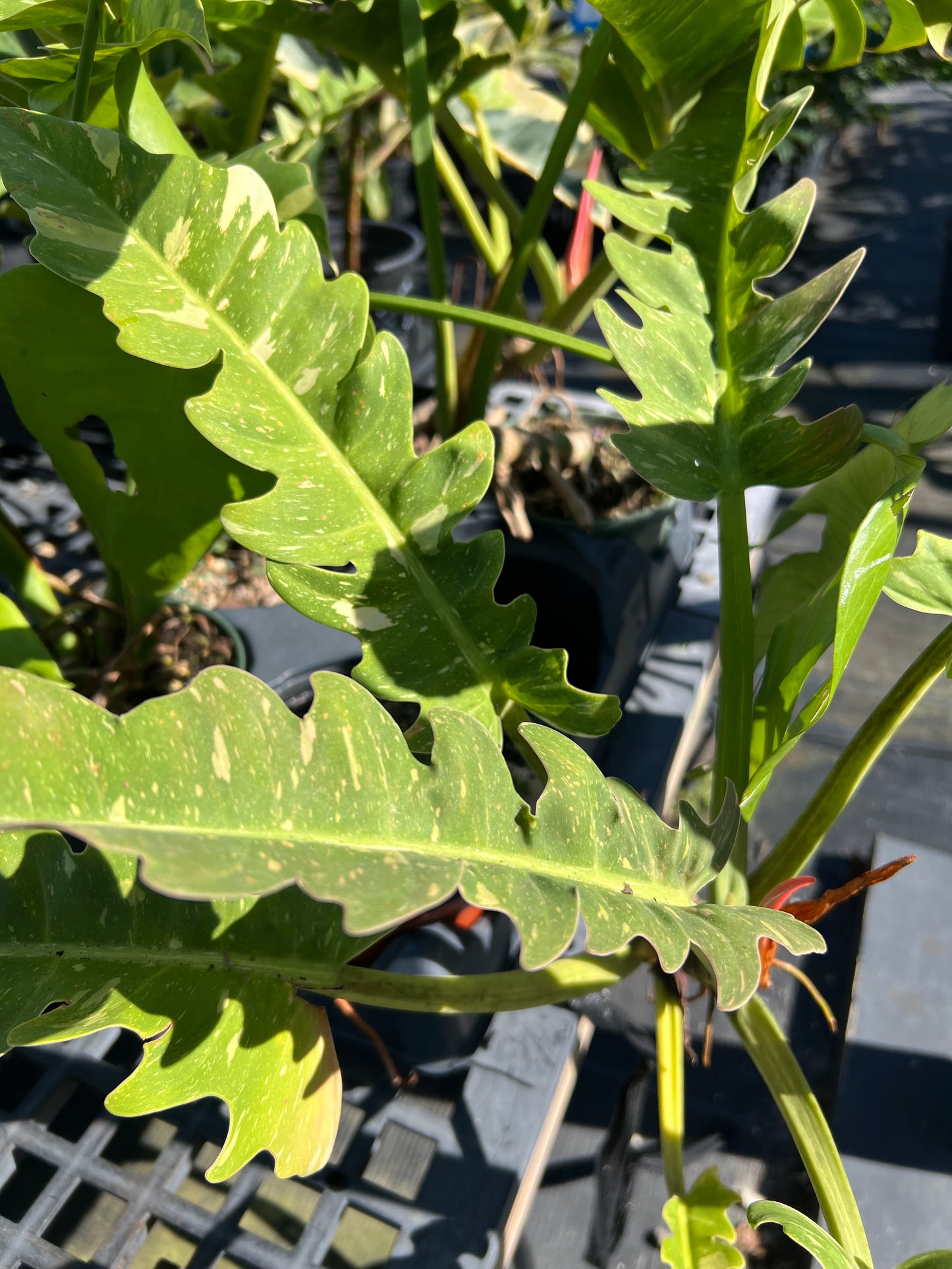 Philodendron Shrubs