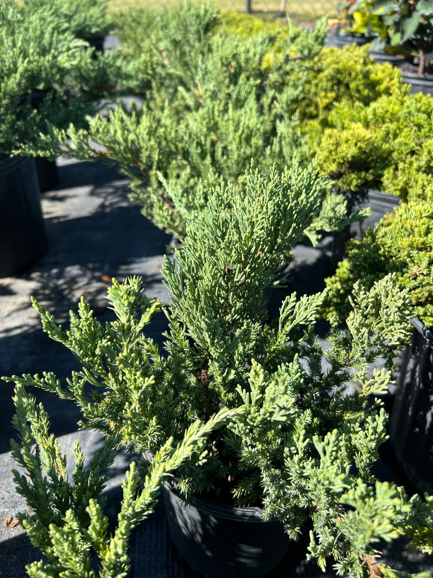 Juniper Parsoni