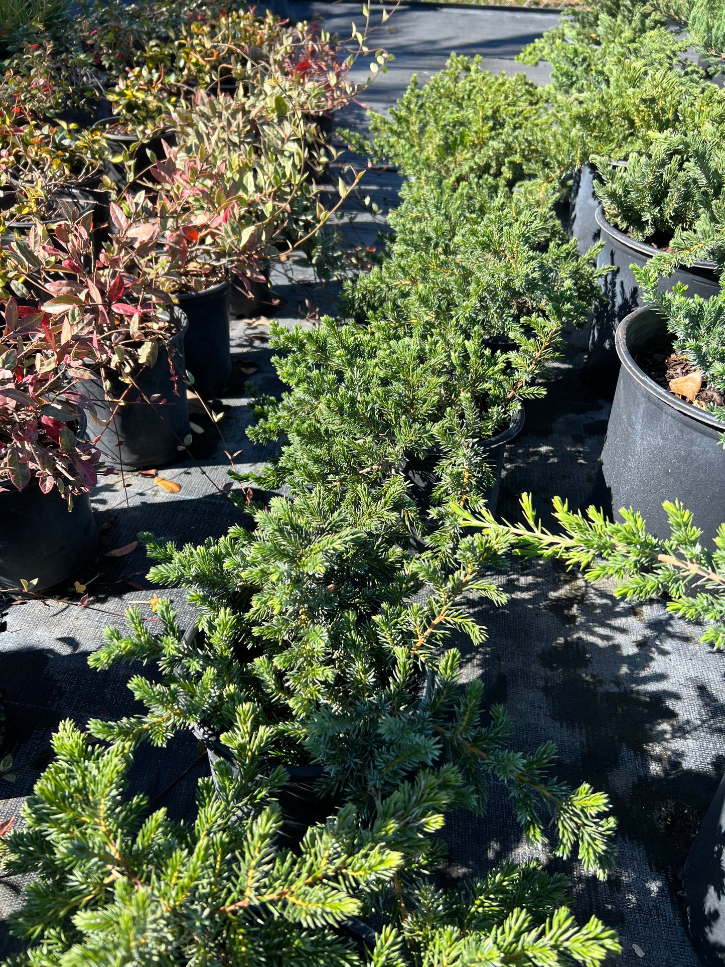 Juniper Blue Pacific