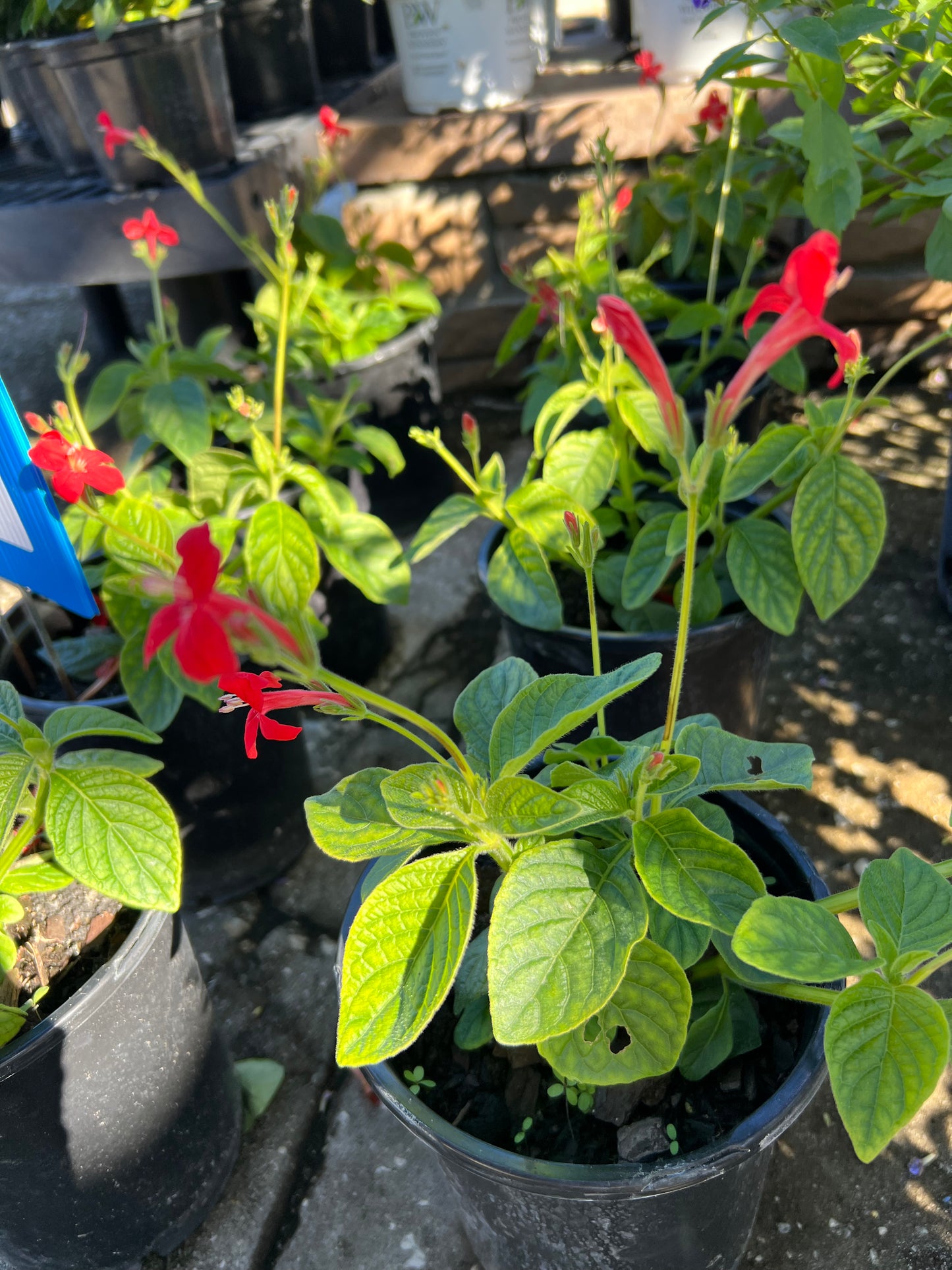 Ruellia (False Petunia)
