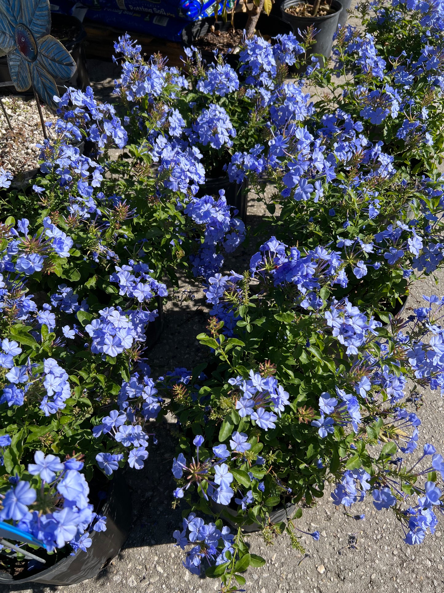 Plumbago (auriculata)