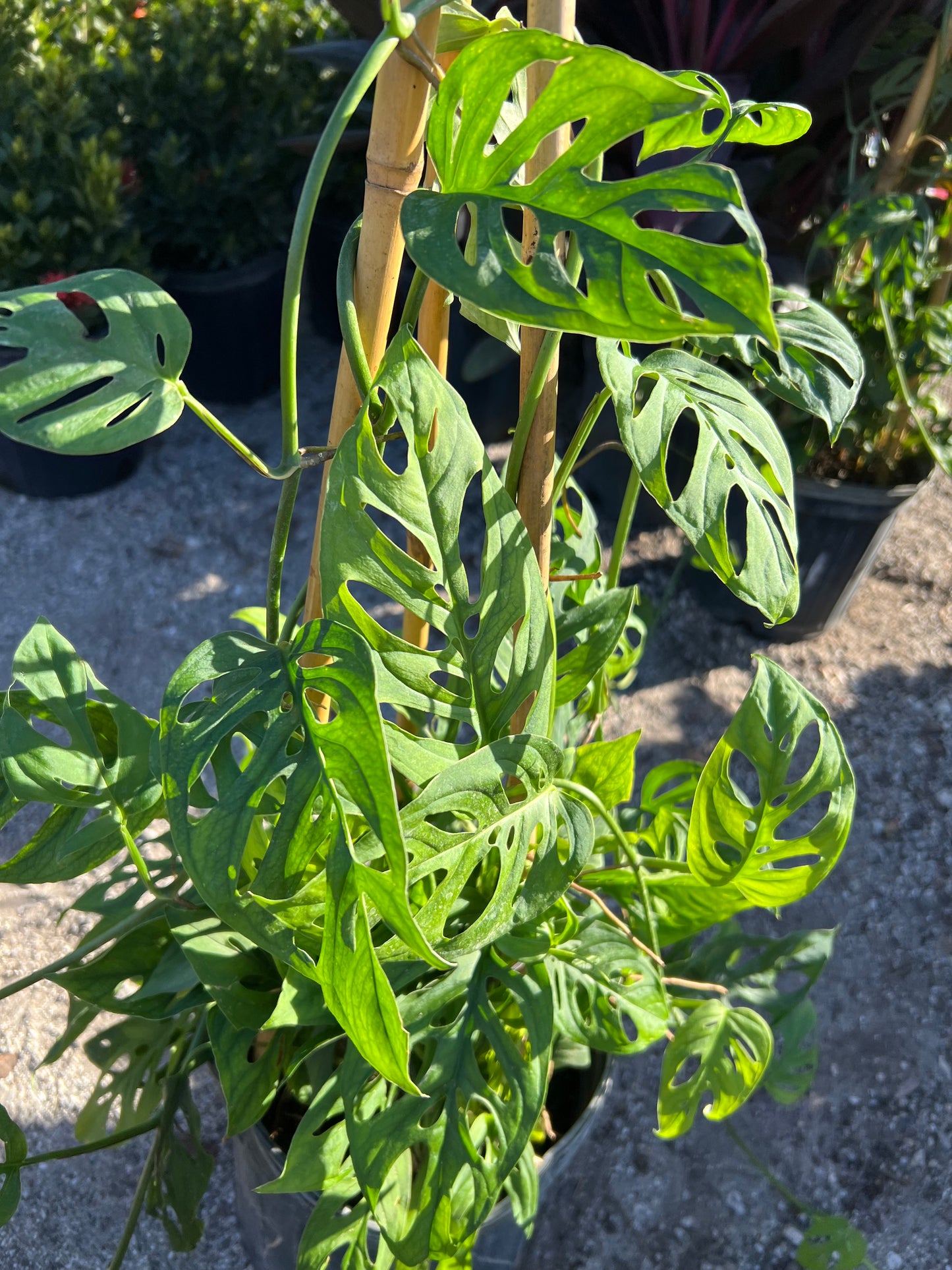 Philodendron Shrubs