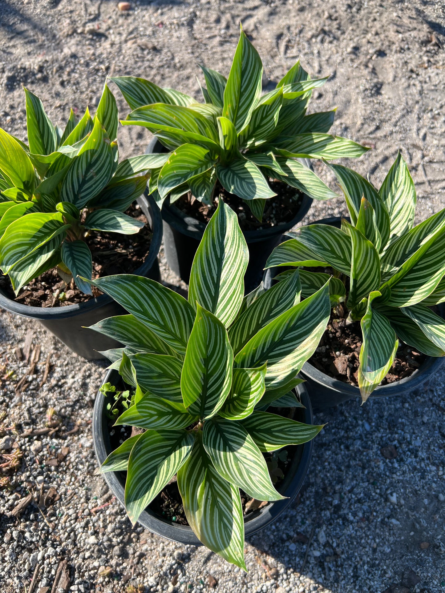 Calathea Shrubs