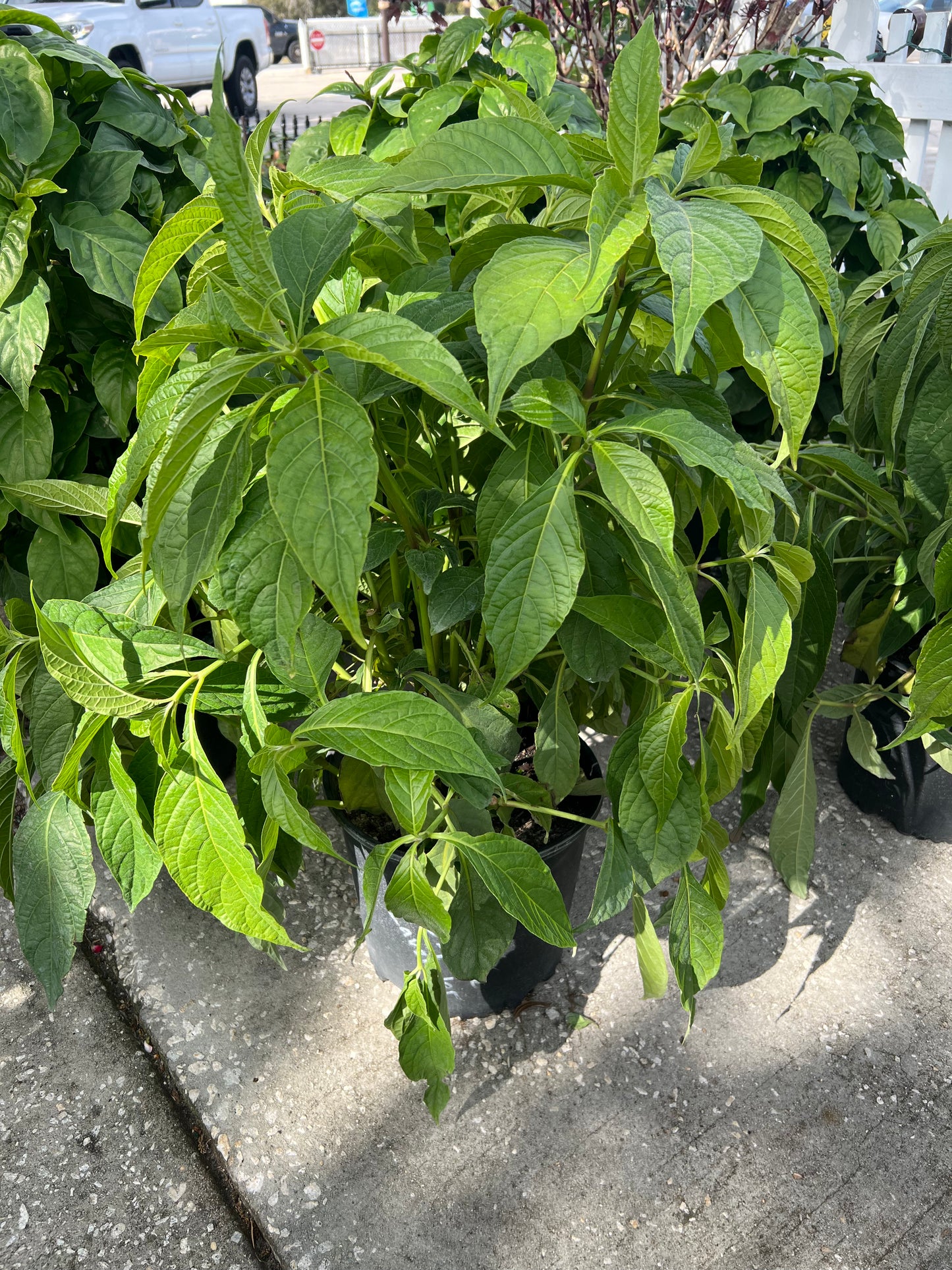 Firespike (Odontonema cuspidatum)