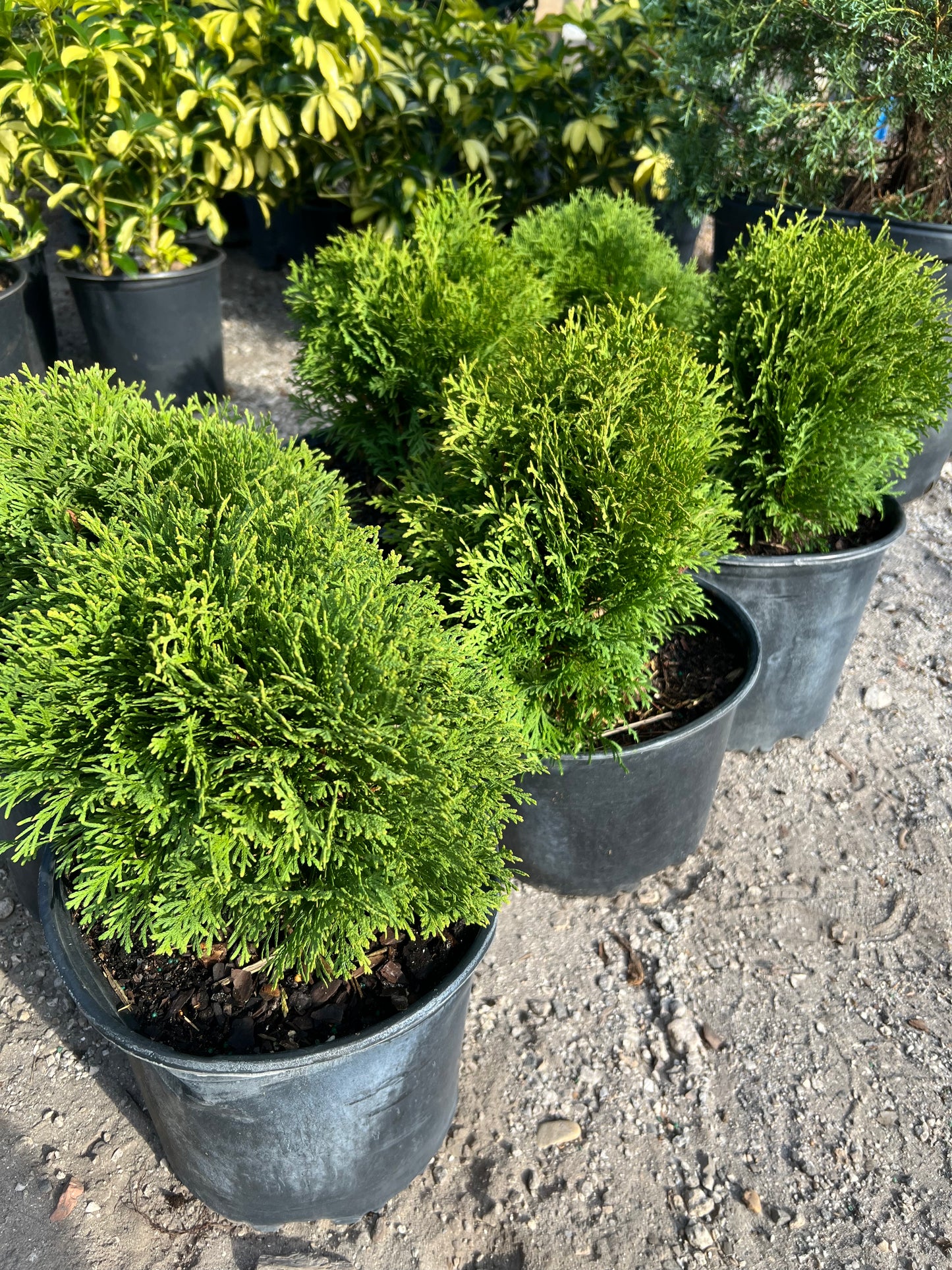 Arborvitae