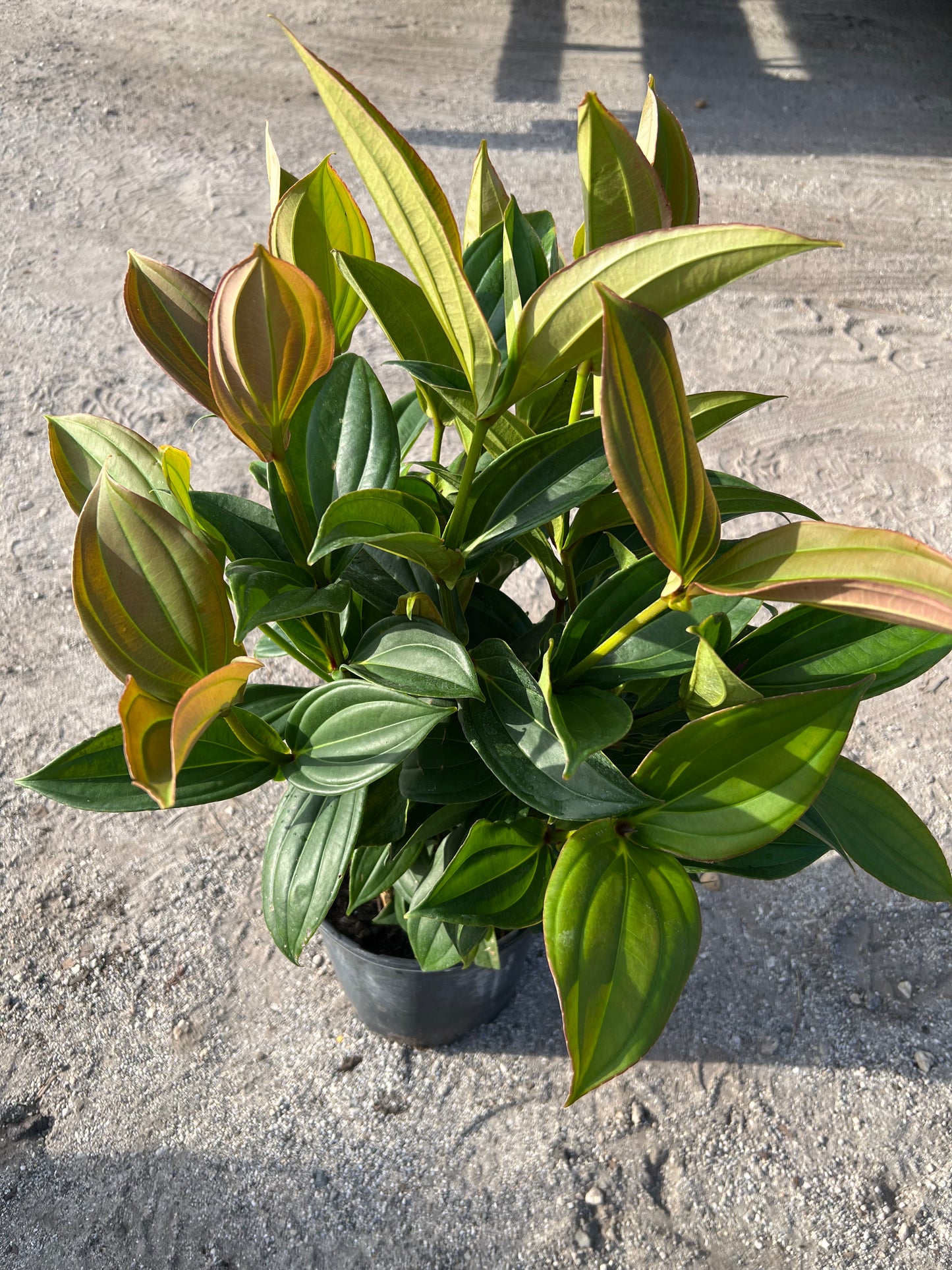 Mednilla Orchid (Malaysian) 3 Gal