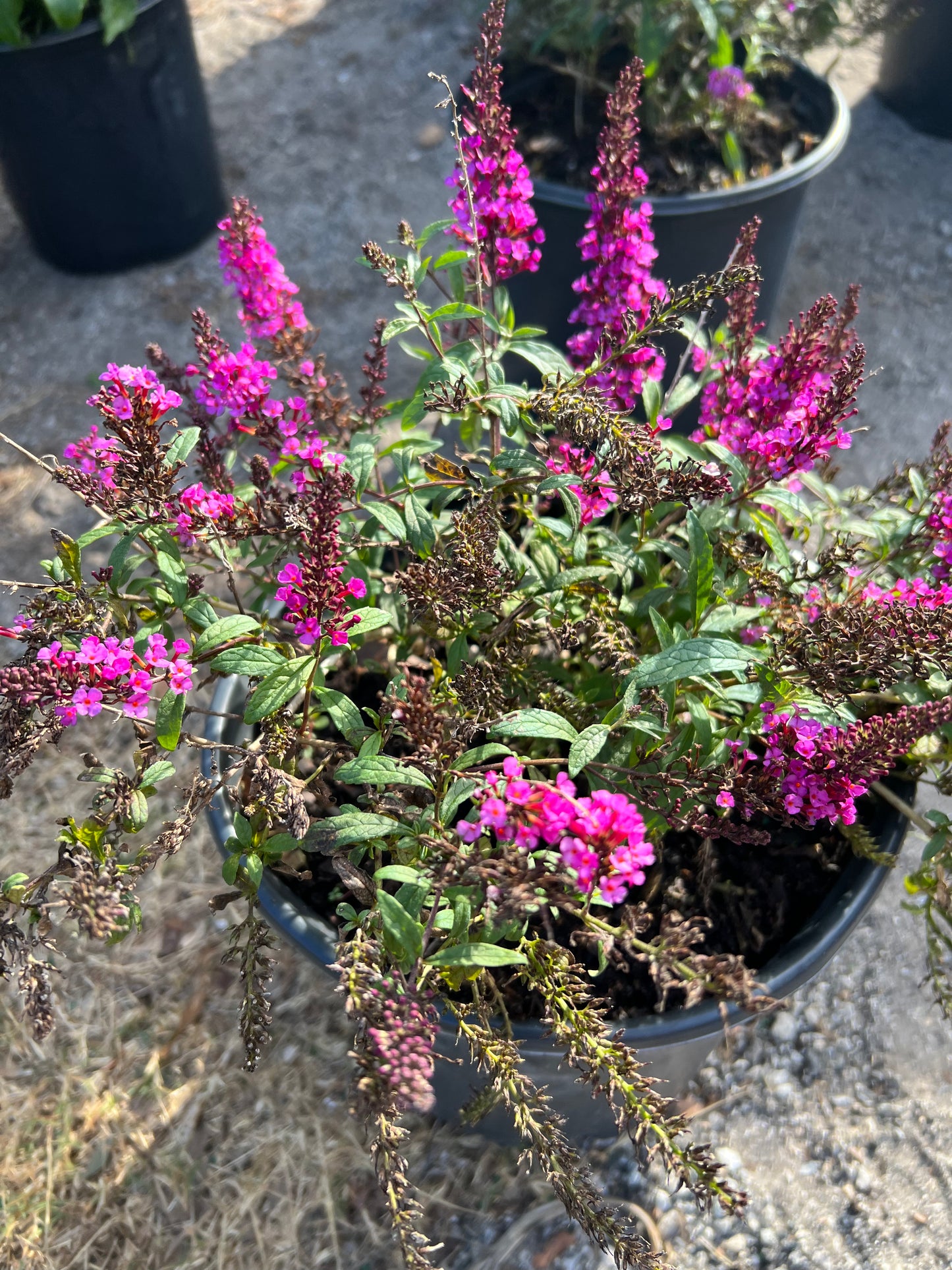 Buddleia Butterfly Bush