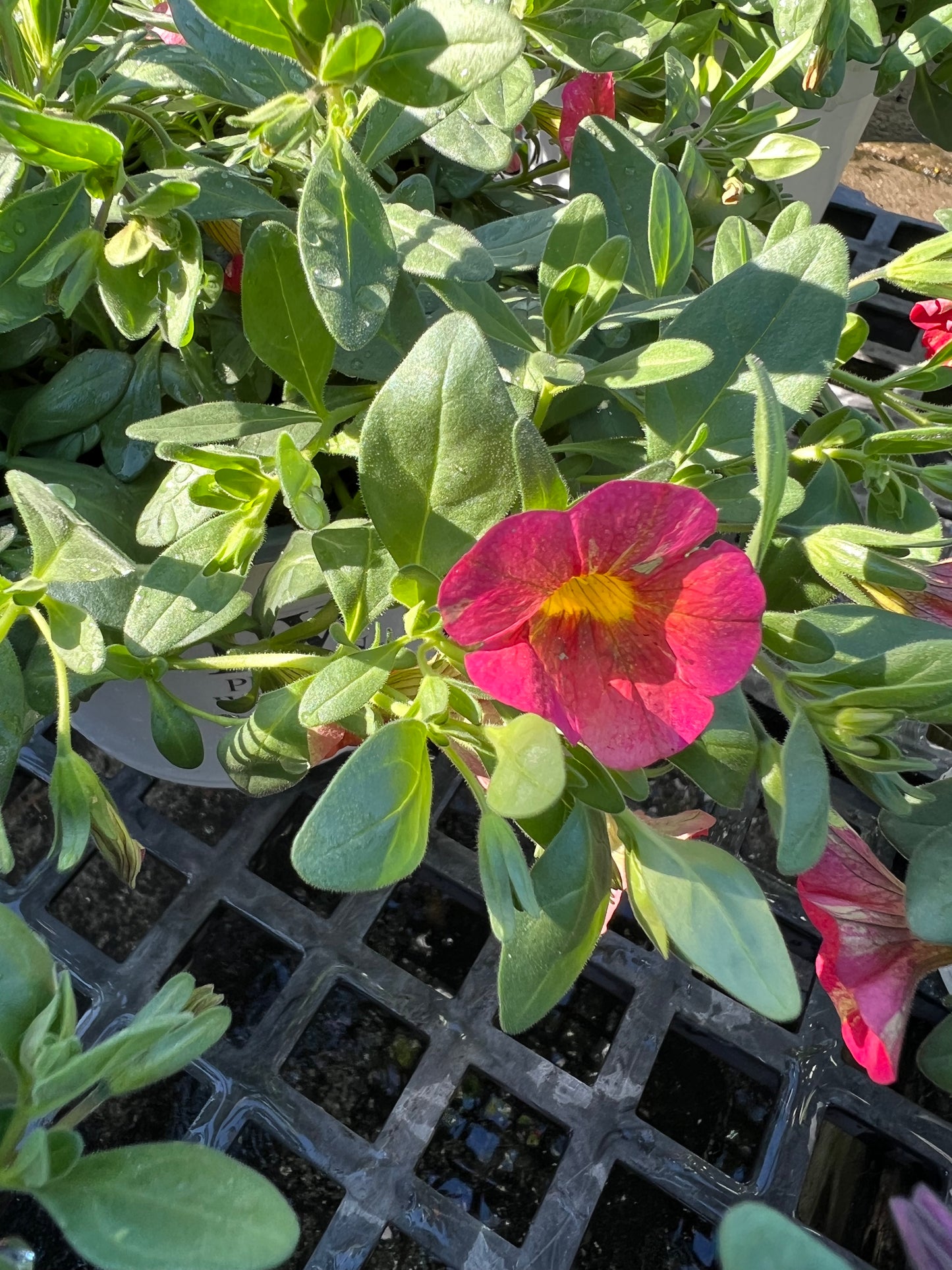 Calibrachoa