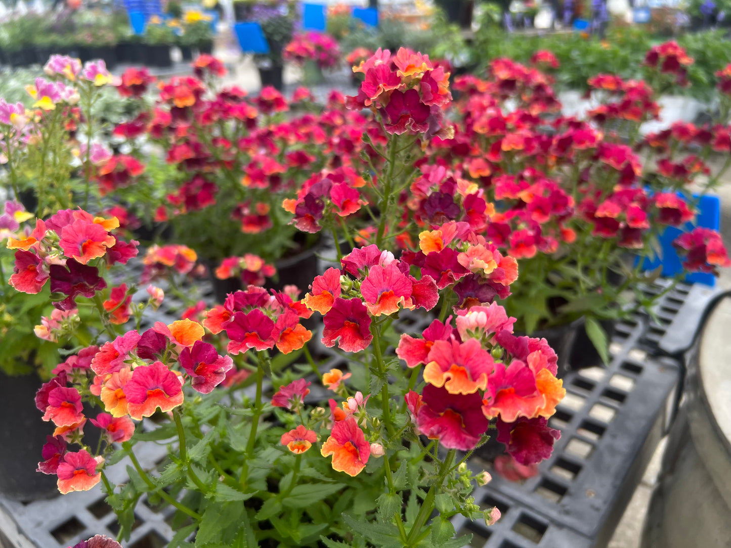 Nemesia-1G-1 gal