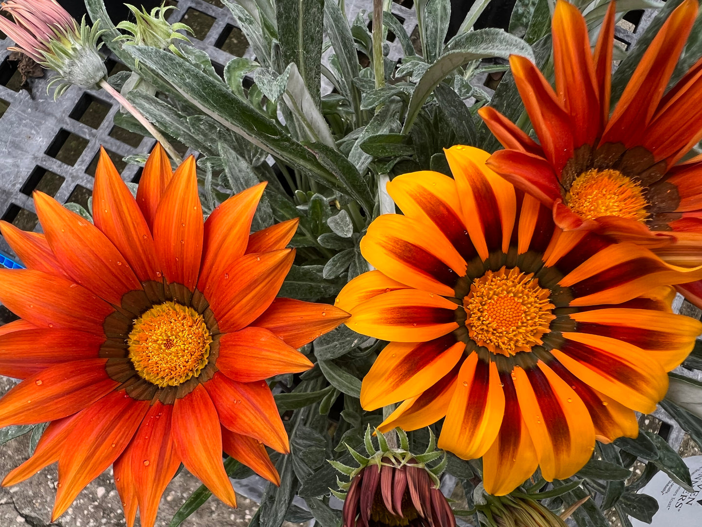 Gazania 1G