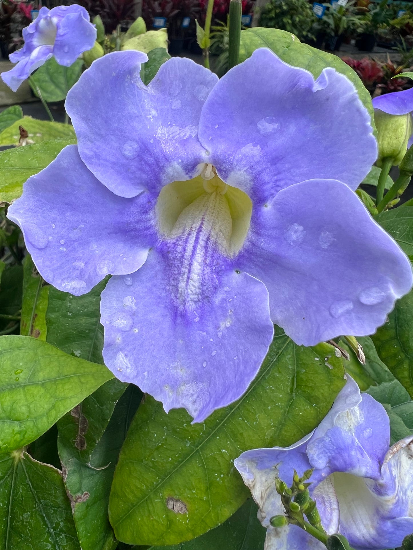 Thunbergia Sky Vine-3G-3 gal