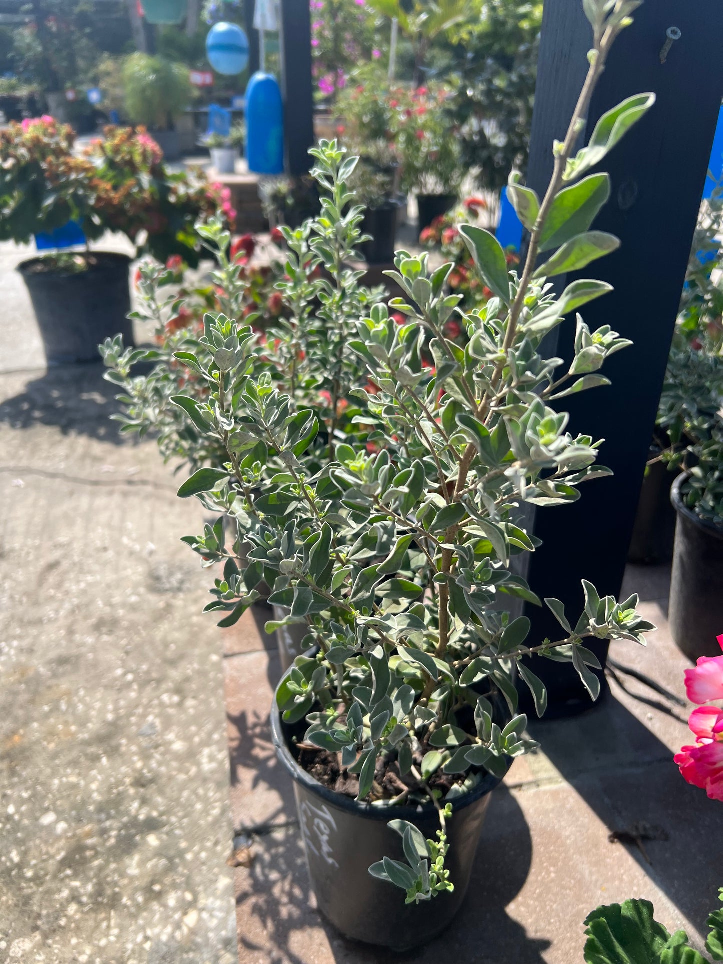 Texas Sage (Leucophyllum frutescens)
