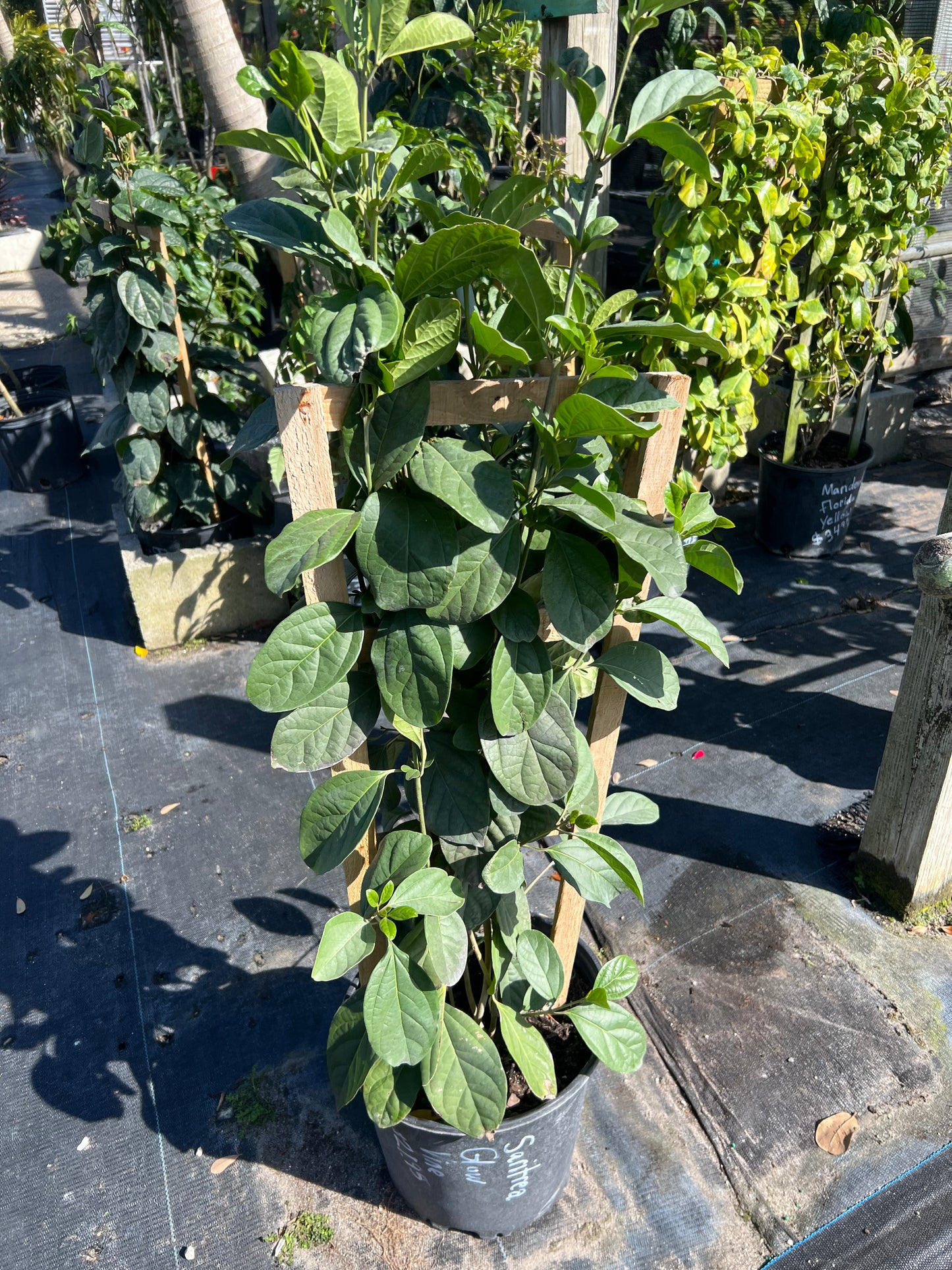 Saritrea Glow Vine Trellis 3 Gal