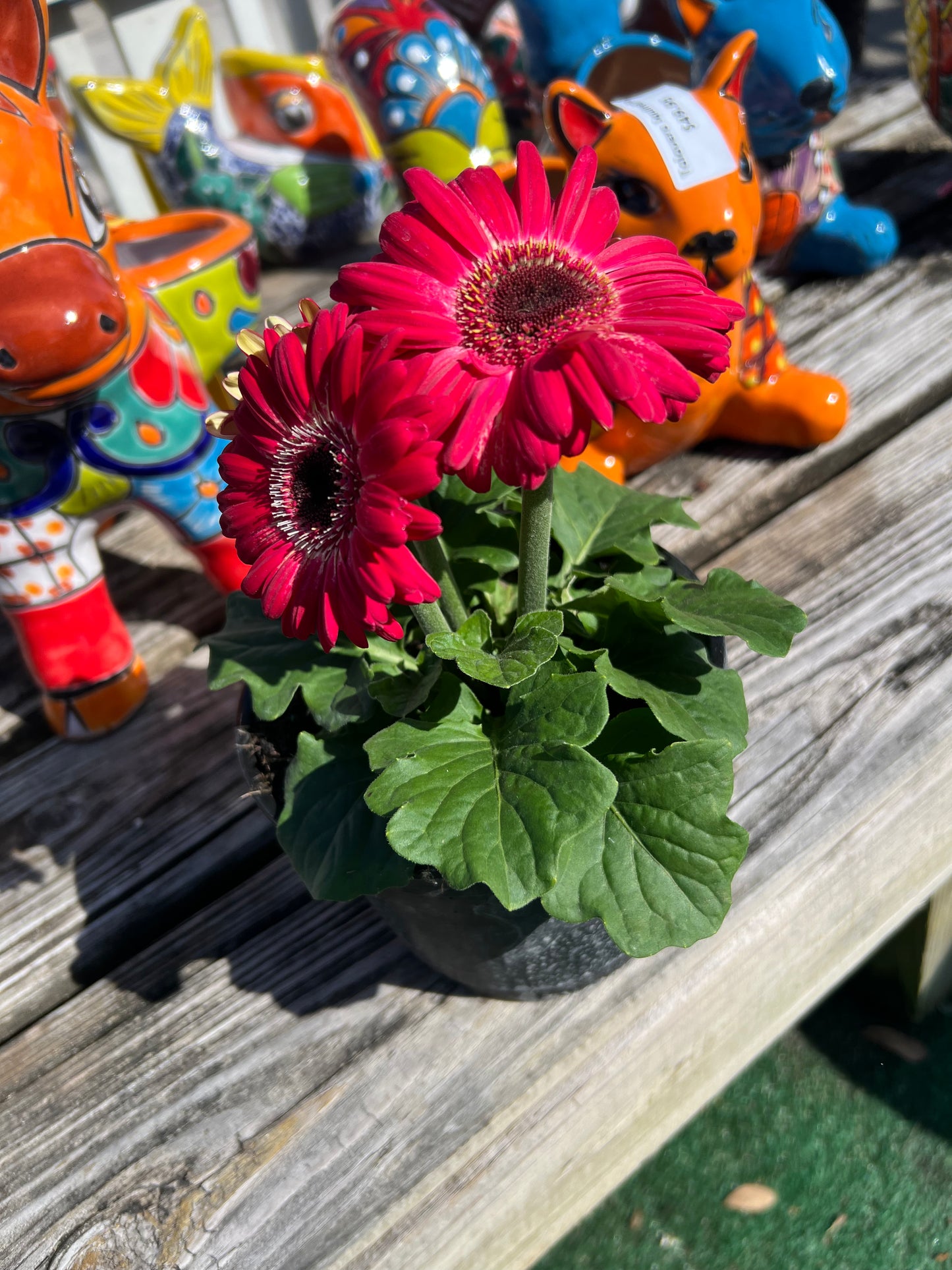 Gerbera Daisy-1G-1 gal