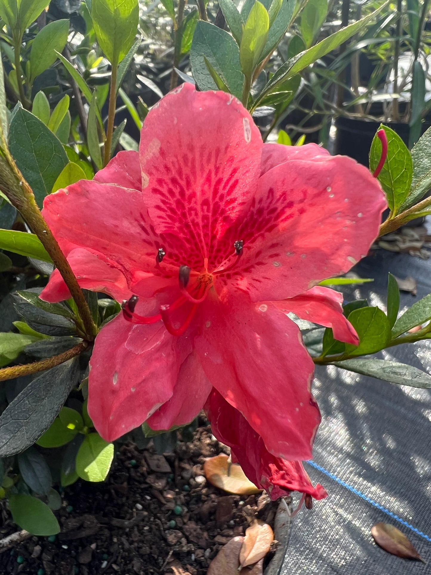 Azalea Bushes