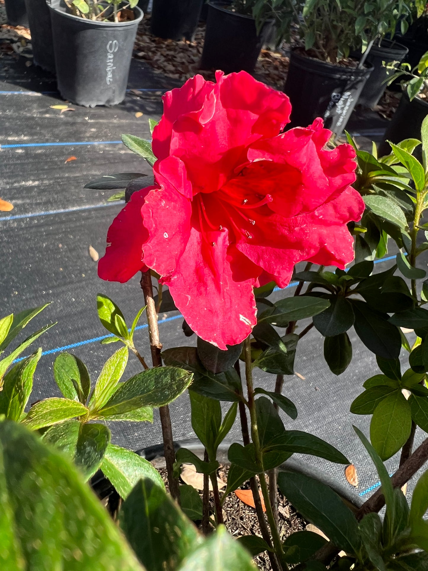 Azalea Bushes