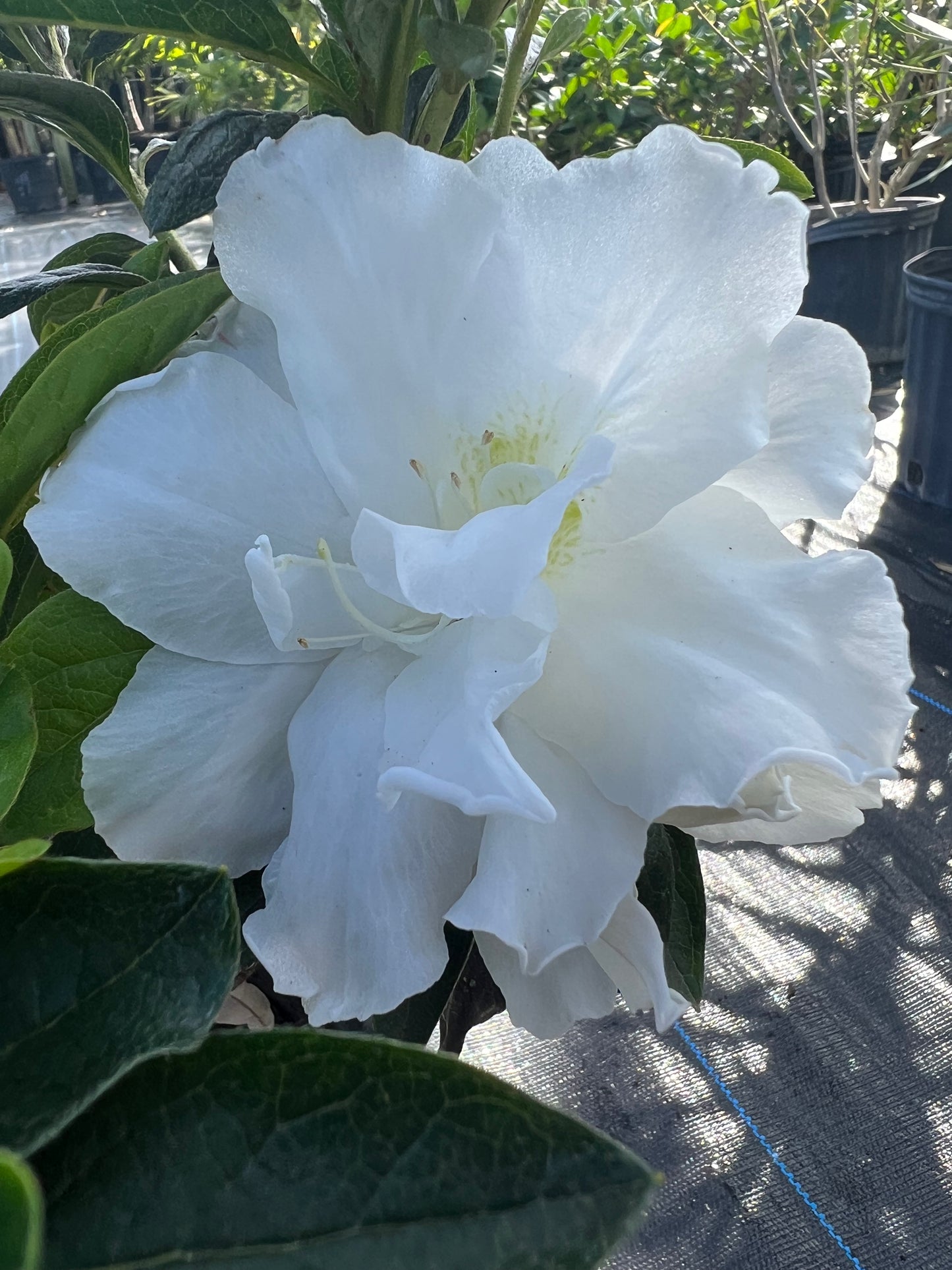 Azalea Bushes