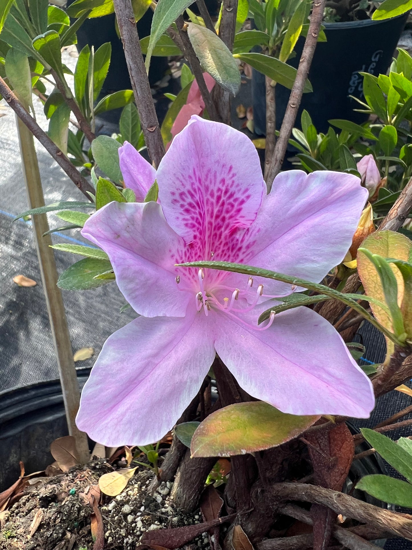 Azalea Bushes