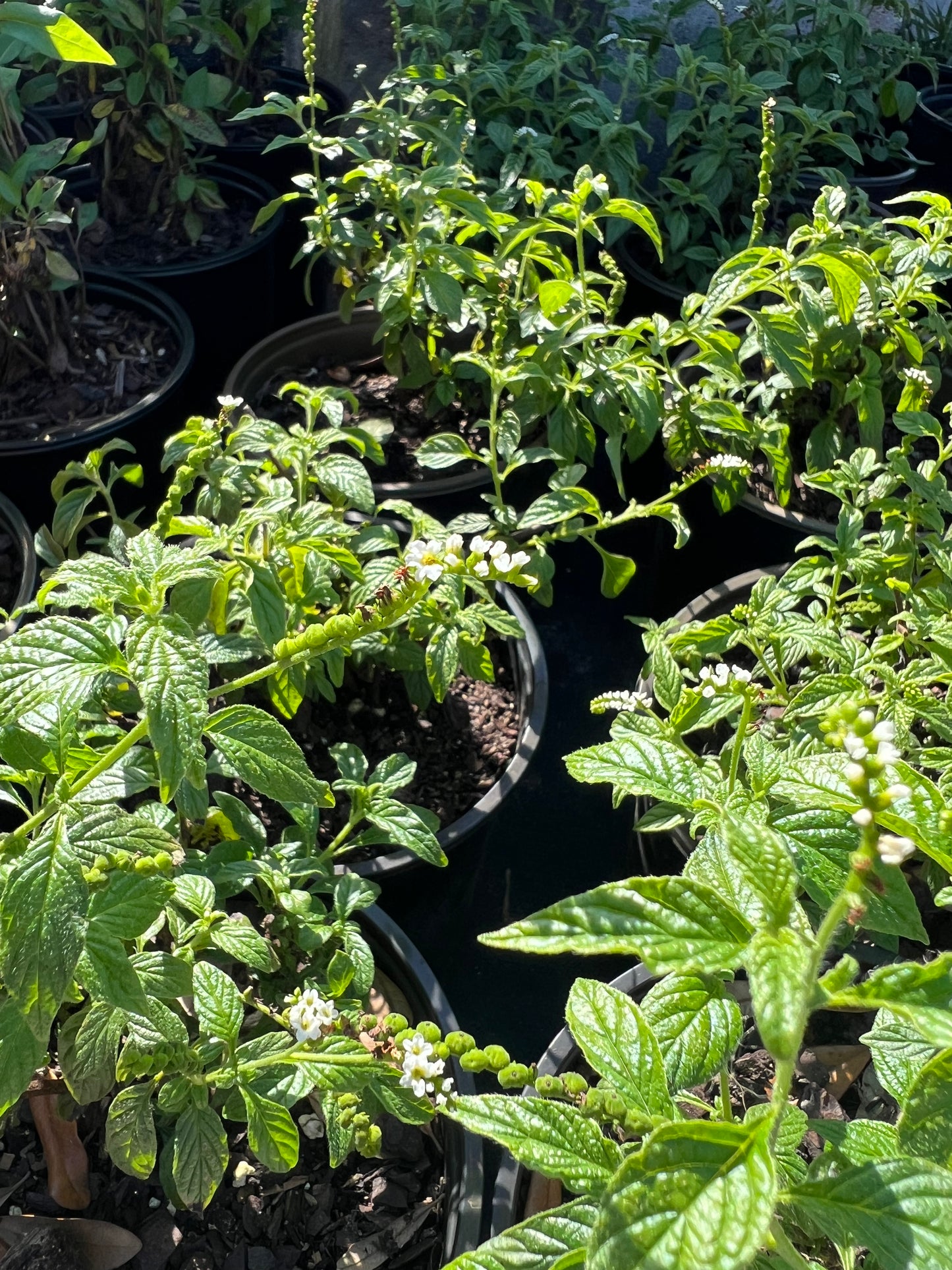Scorpion Tail (Heliotropium) N