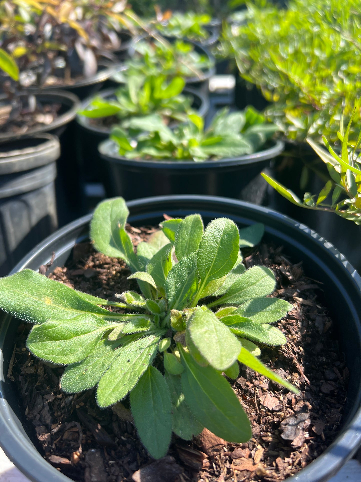 Rudbeckia Blk Eyed Susan N-3G