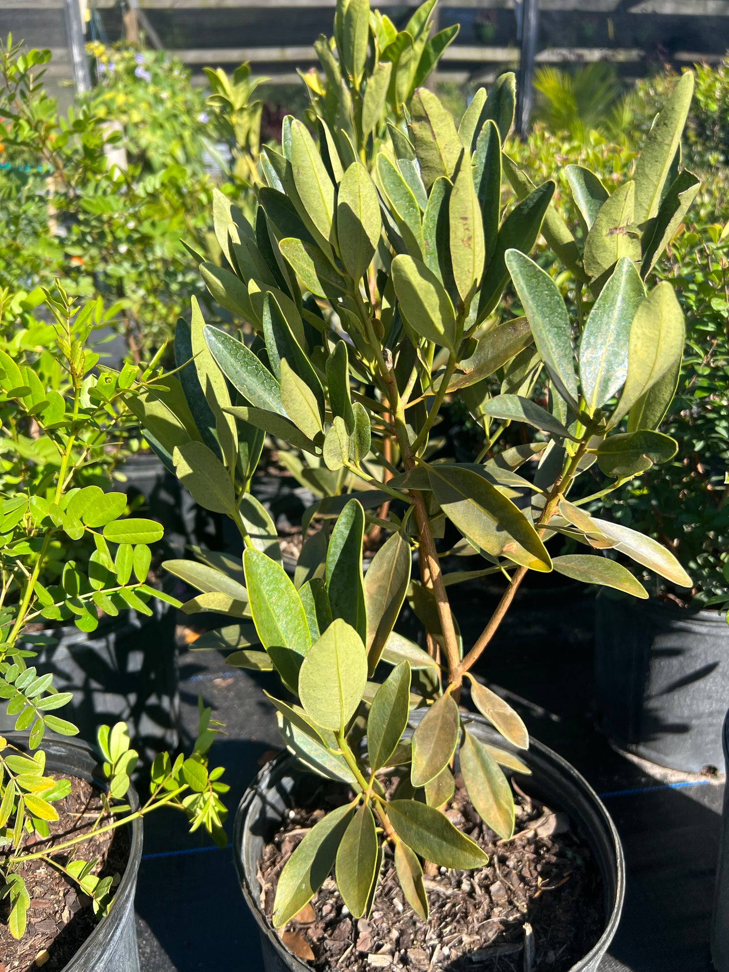 Anise (Illicium parviflorum) N
