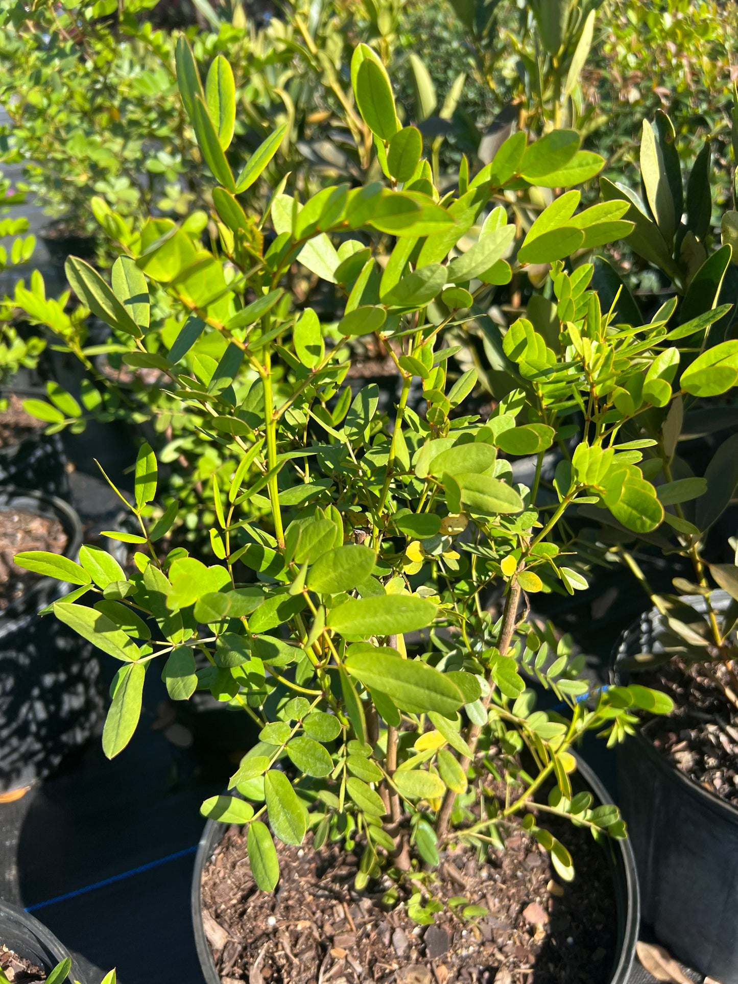 Florida Privet (Forestiera Segregata) N 3G