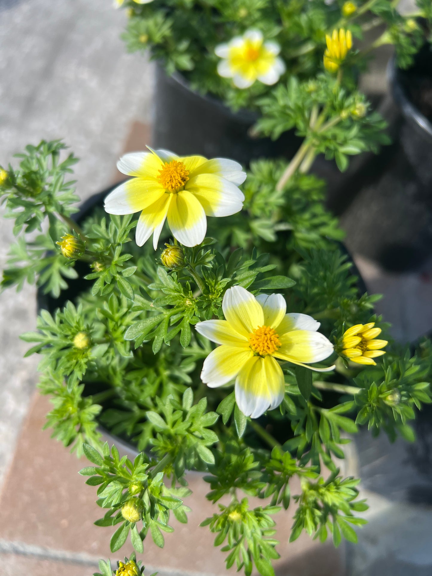 Bidens 1G
