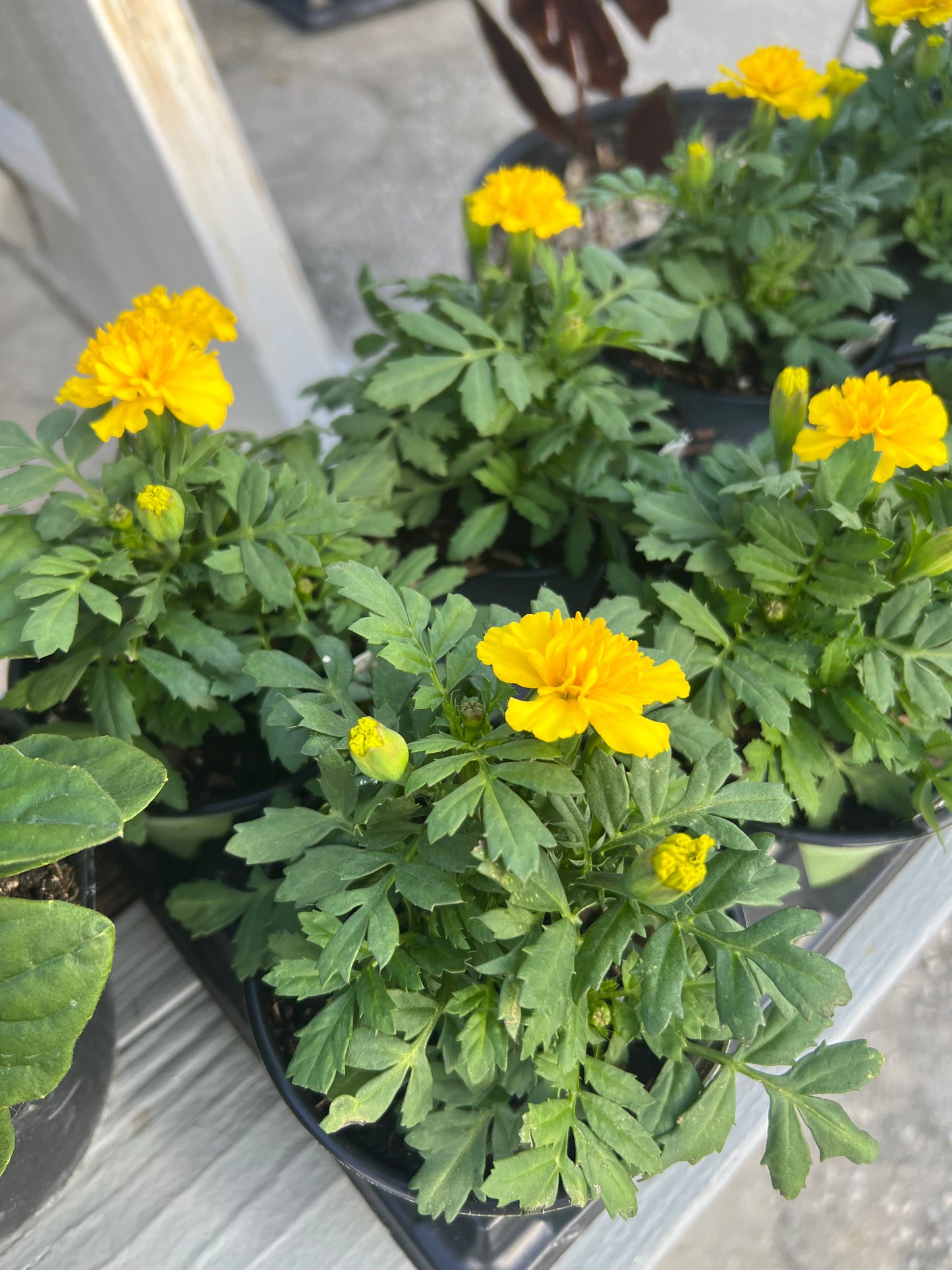 Marigold (Tagetes Spp) 1G