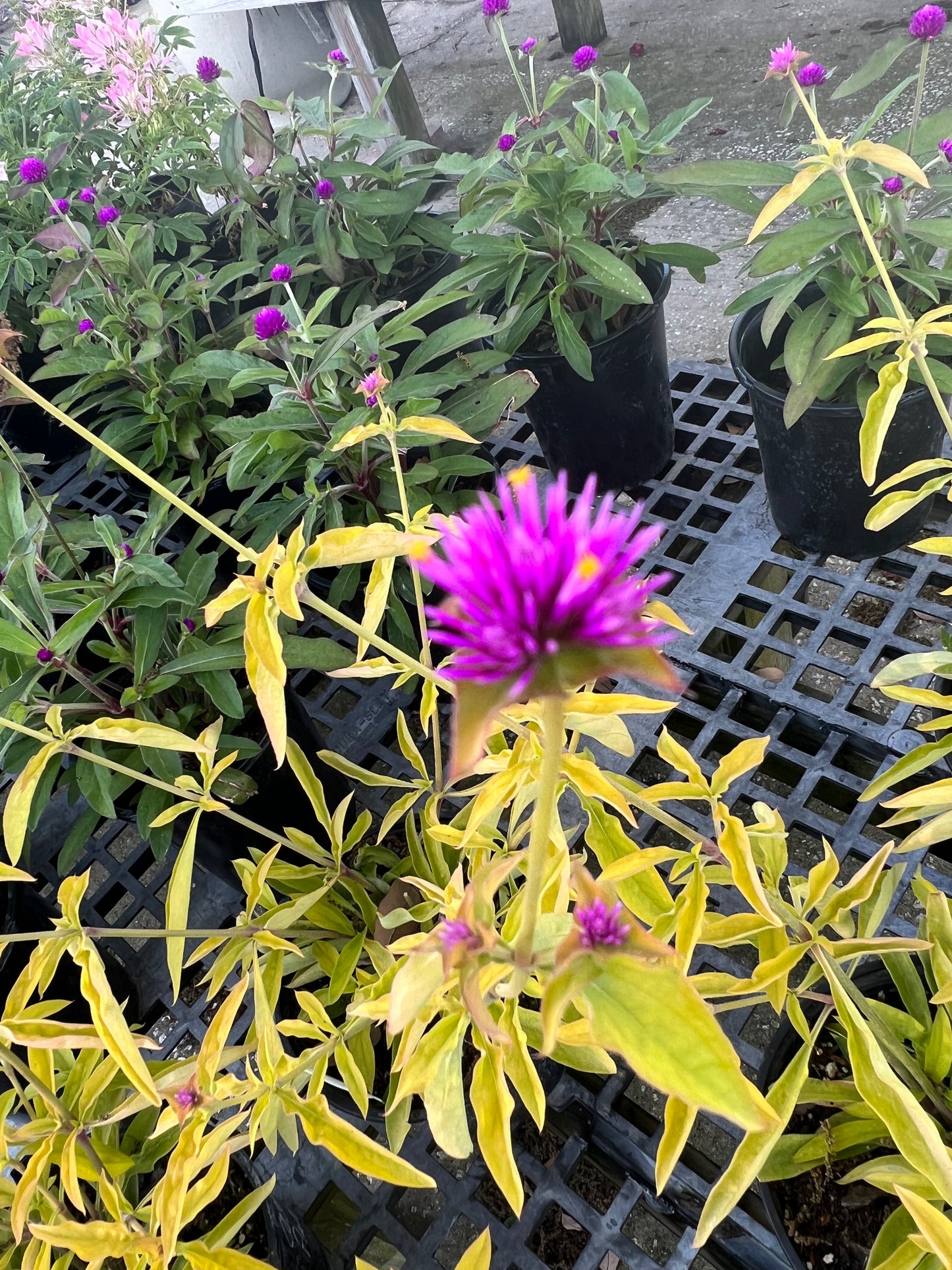 Gomphrena-1G