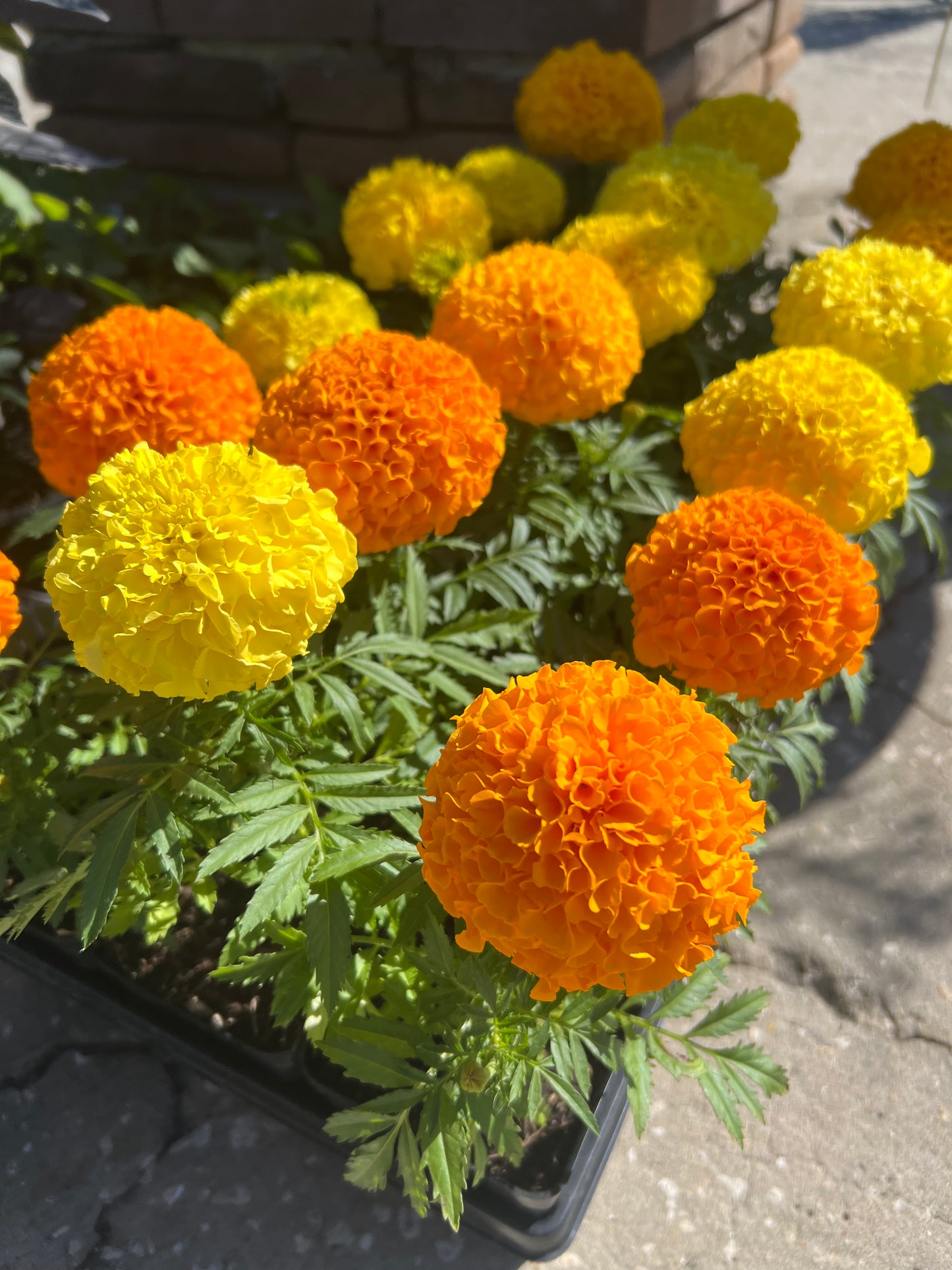 Marigold (Tagetes Spp) 1G
