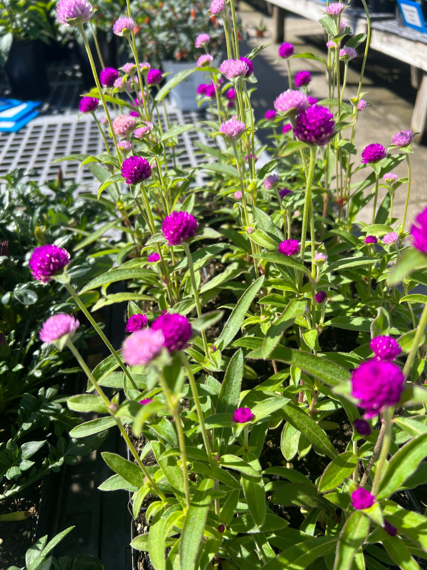 Gomphrena-1G