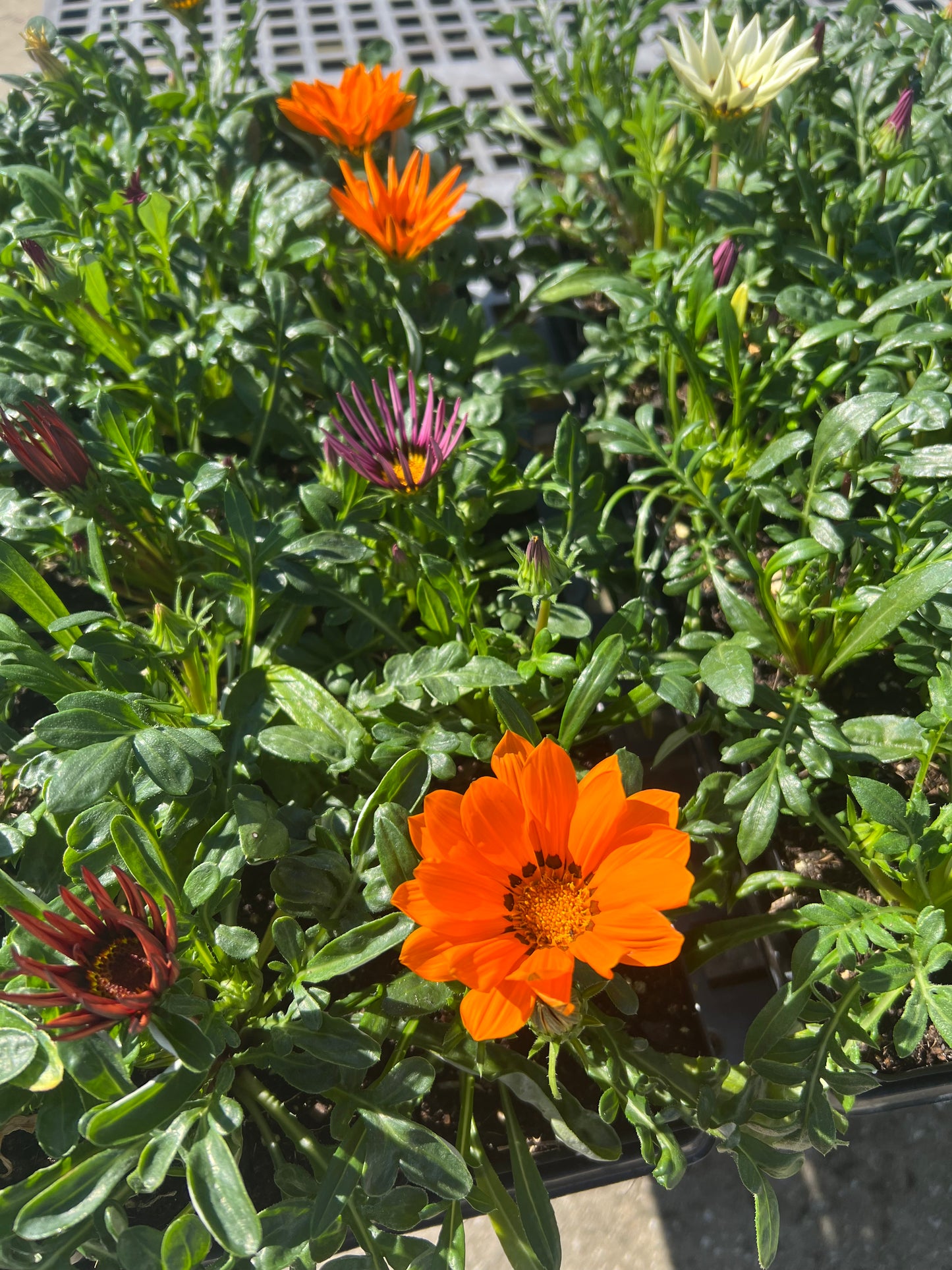Gazania 1G