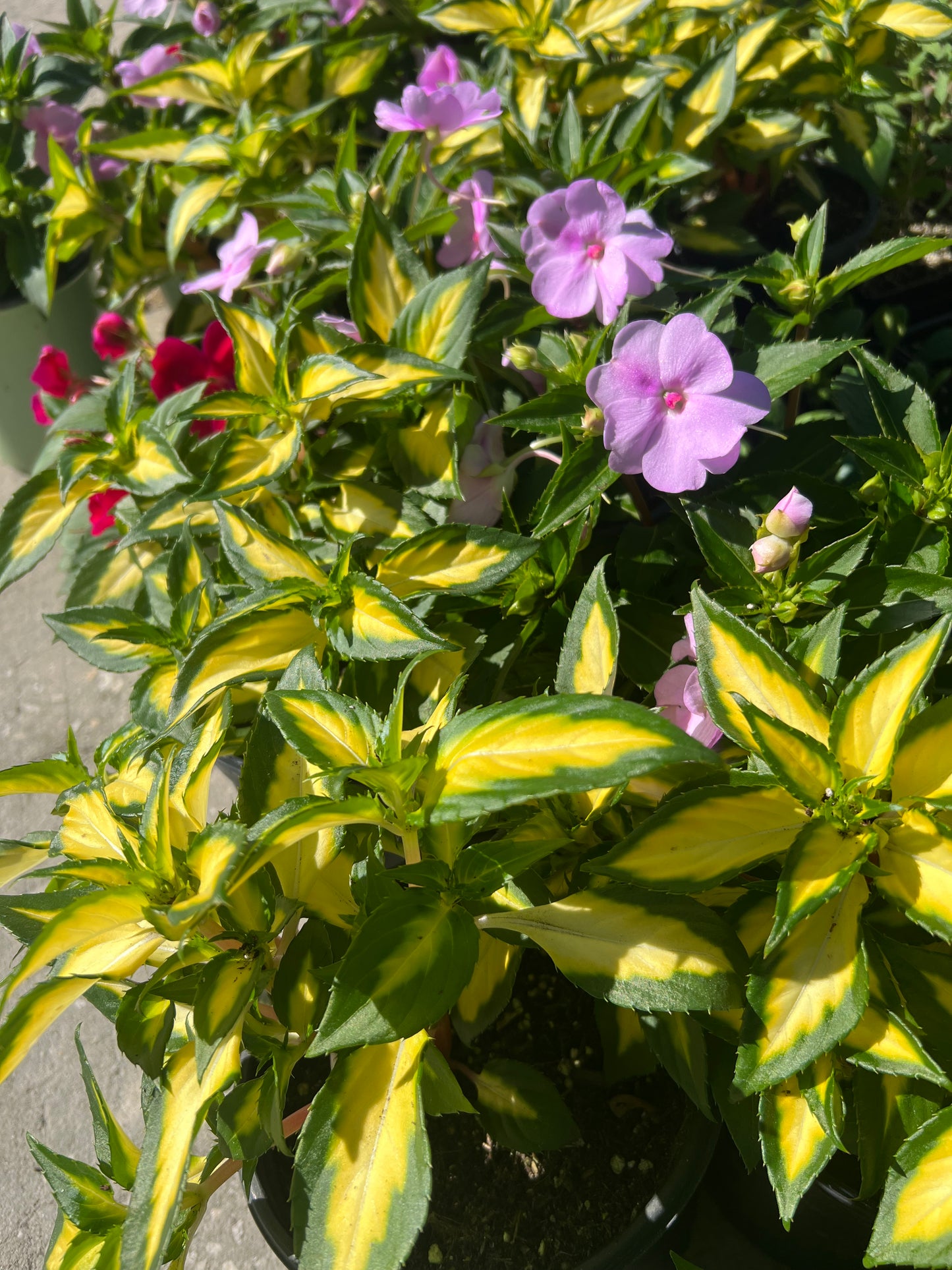 Sunpatiens (New Guinea)
