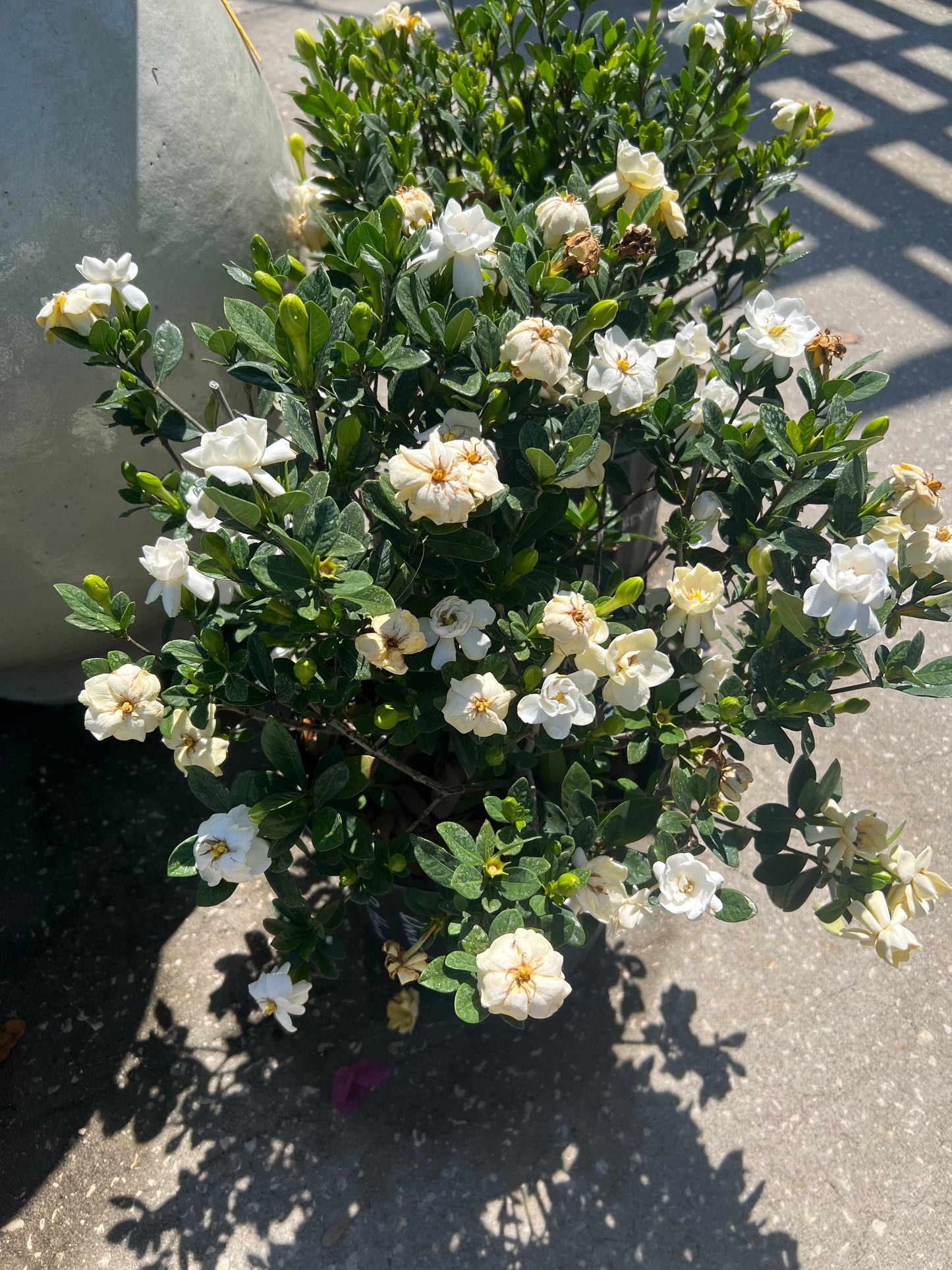 Gardenia Buttons
