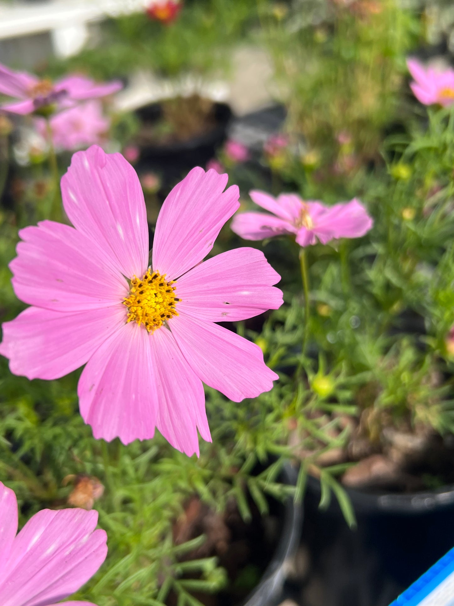 Cosmos Variety-1G