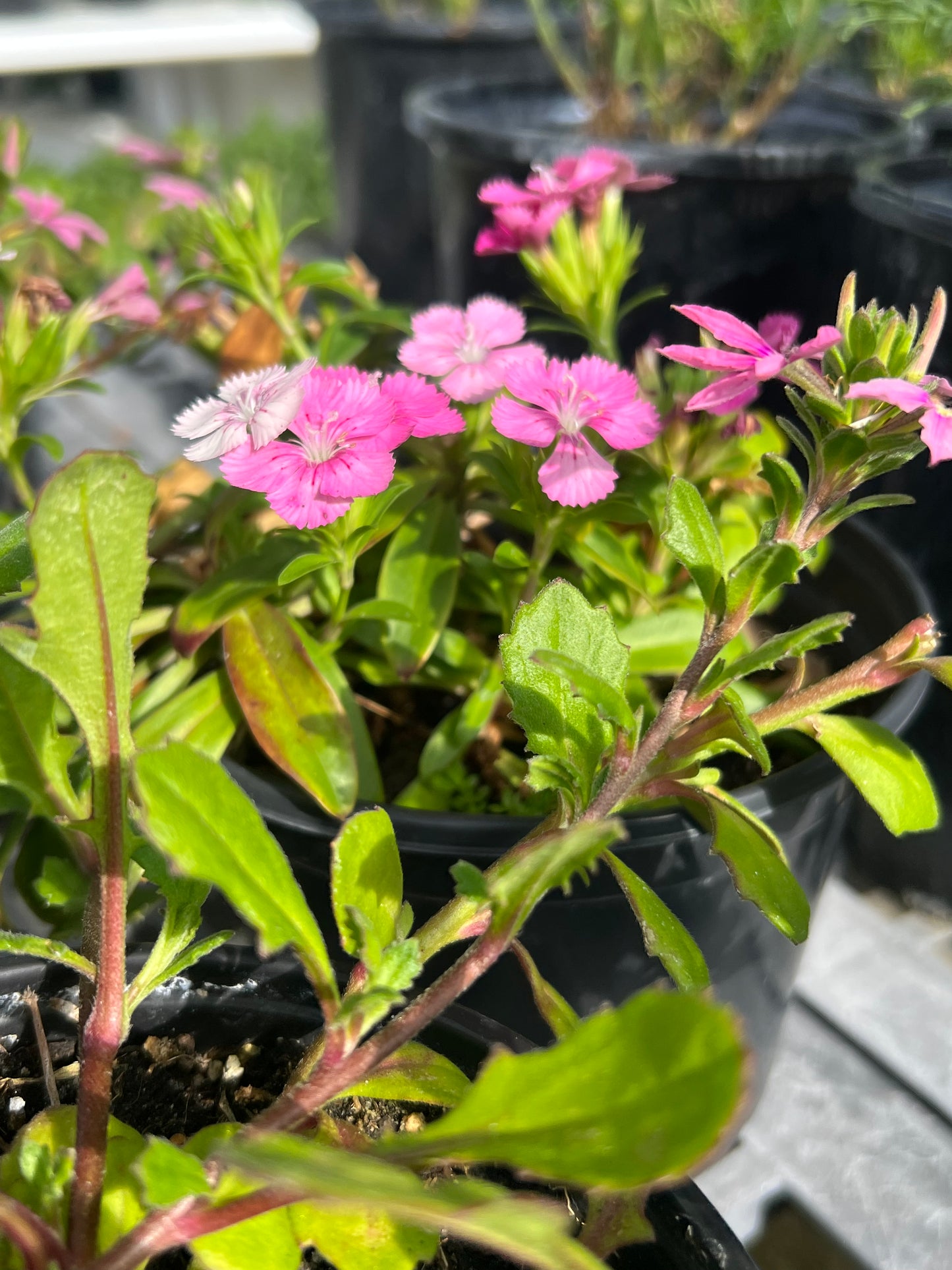 Scaevola-1G-1 gal