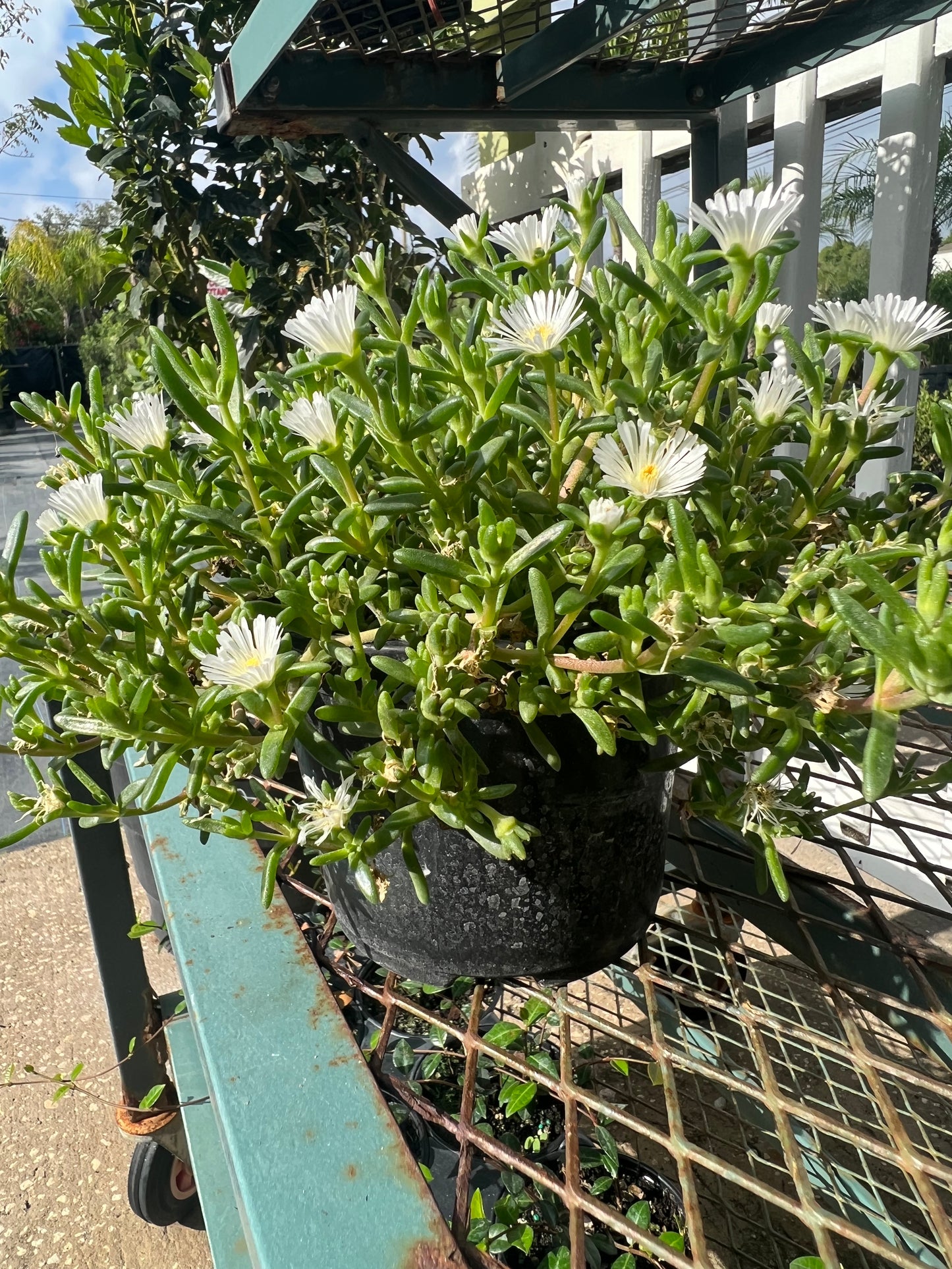 Ice Plants