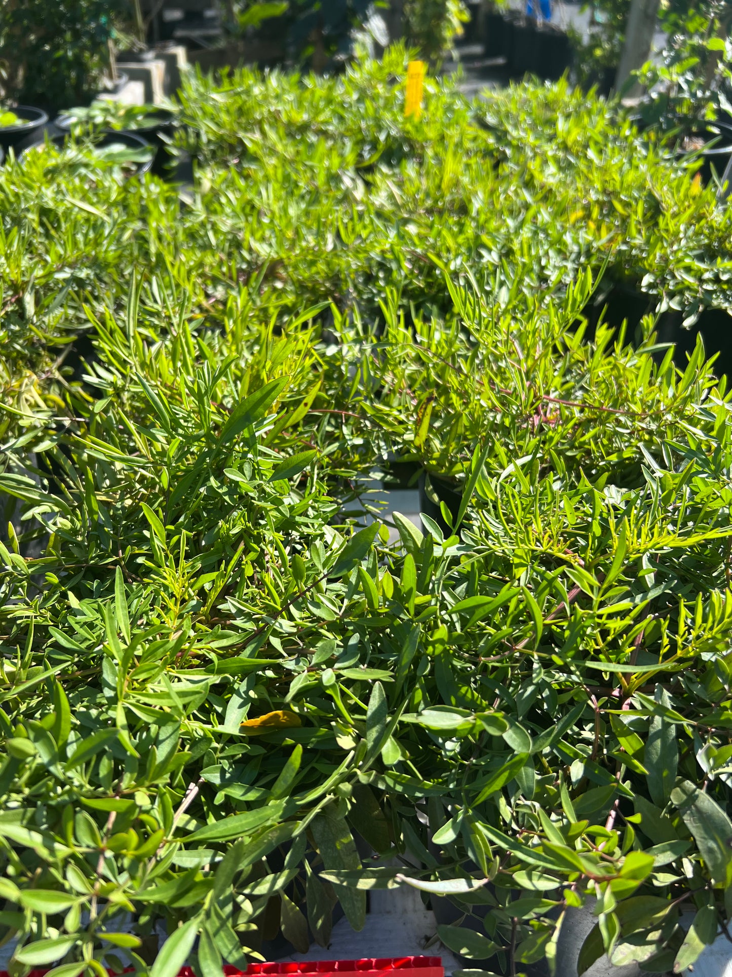 Coreopsis -1G