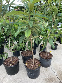 Loquat Tree