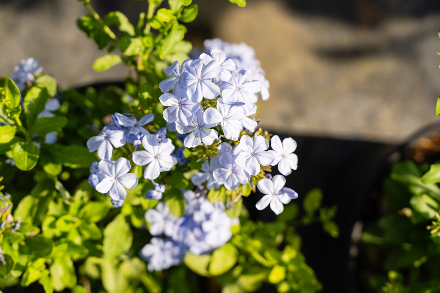 Plumbago (auriculata)