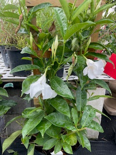 Mandevilla