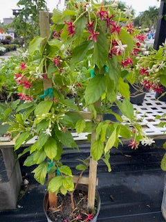 Rangoon Creeper Vine