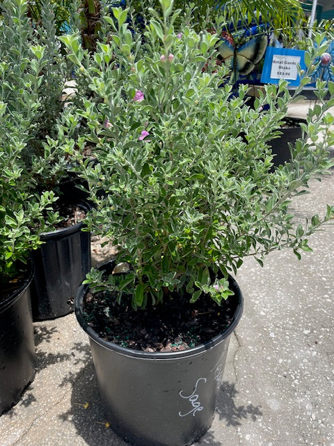 Texas Sage (Leucophyllum frutescens)